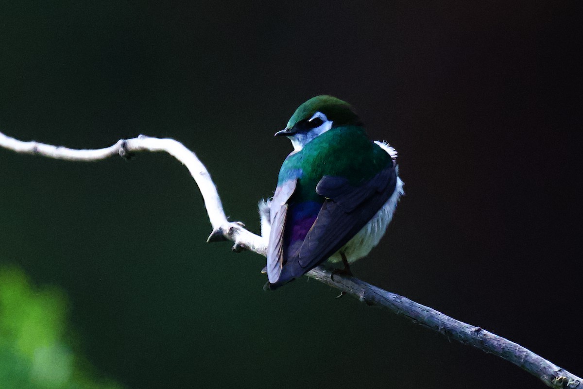 Violet-green Swallow - gene collins