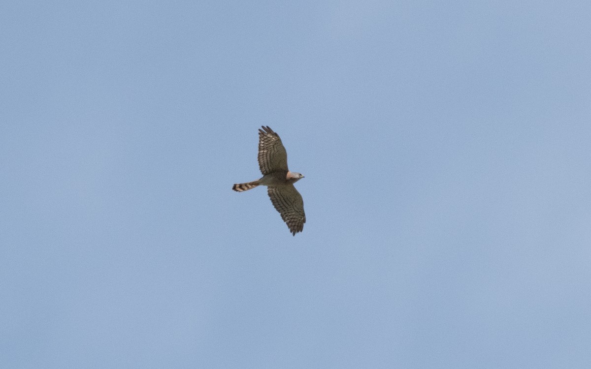 Levant Sparrowhawk - ML619492895