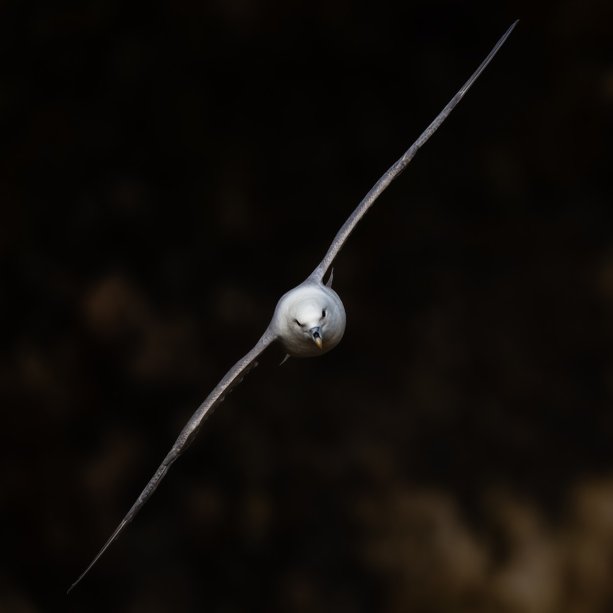 Northern Fulmar - Christopher Paterson