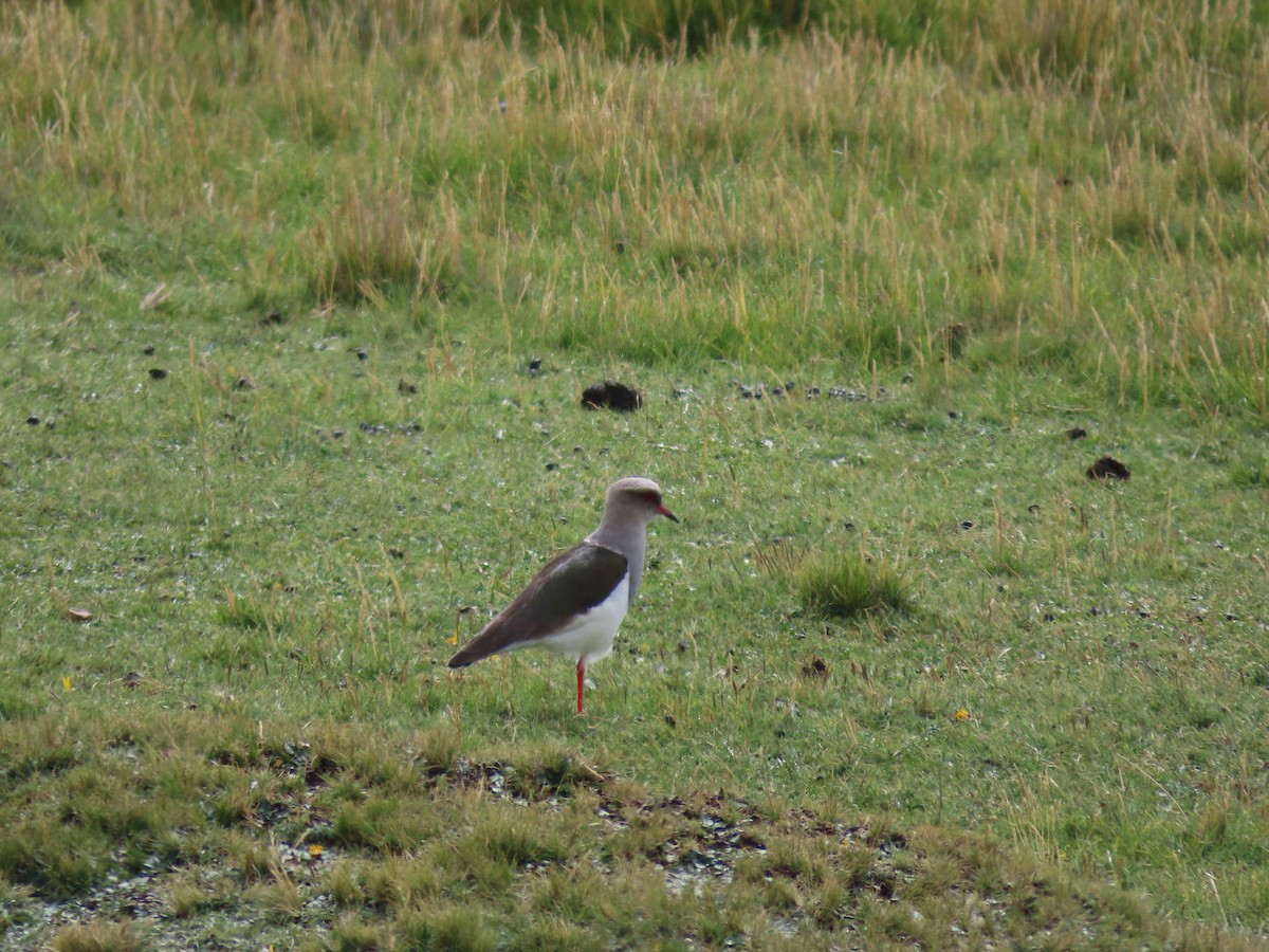 Andean Lapwing - Luis Teixeira