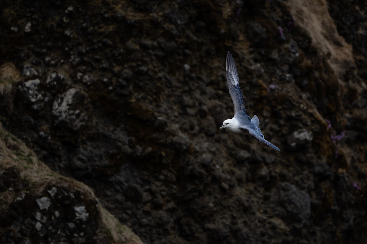 Northern Fulmar - Christopher Paterson