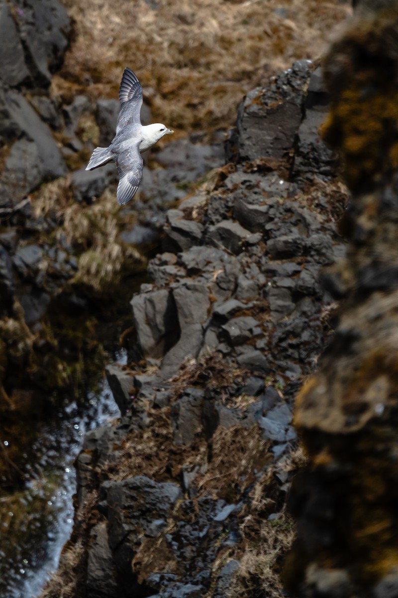 Northern Fulmar - Christopher Paterson