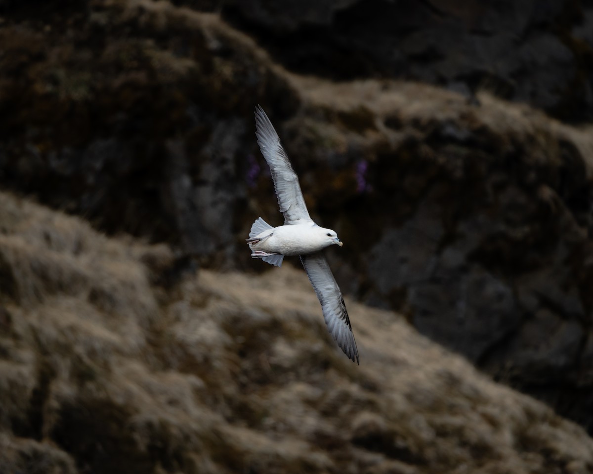 Northern Fulmar - Christopher Paterson