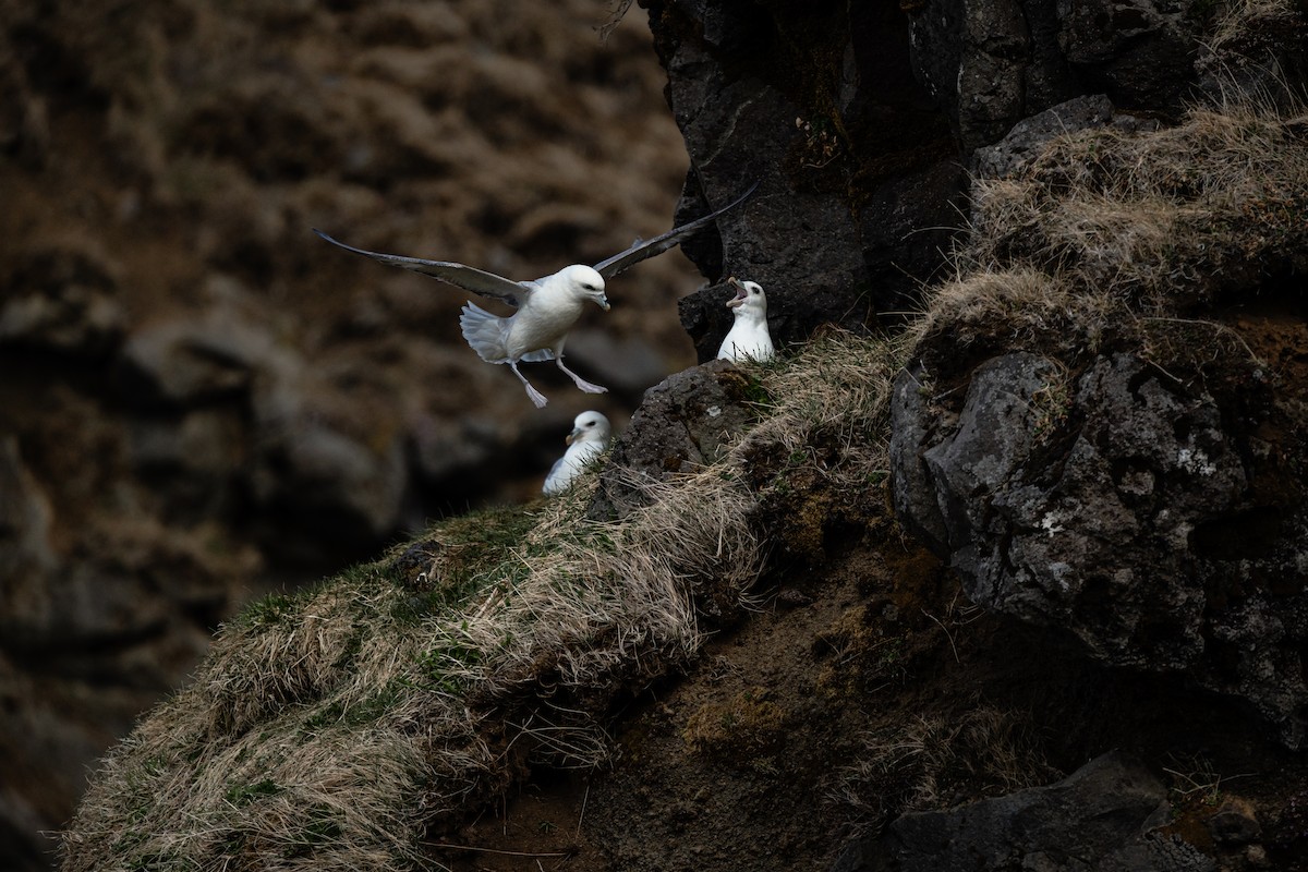 Northern Fulmar - Christopher Paterson