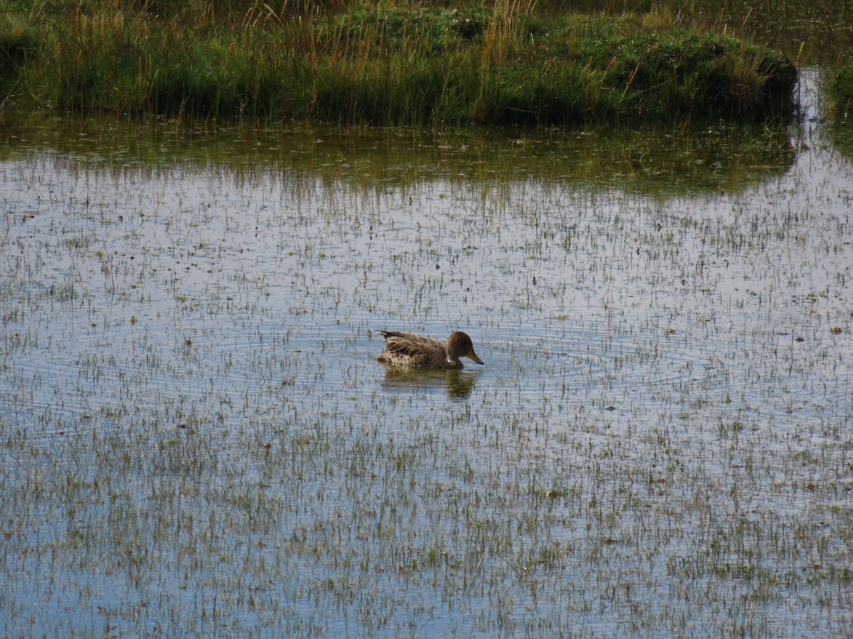 Yellow-billed Pintail - ML619492903