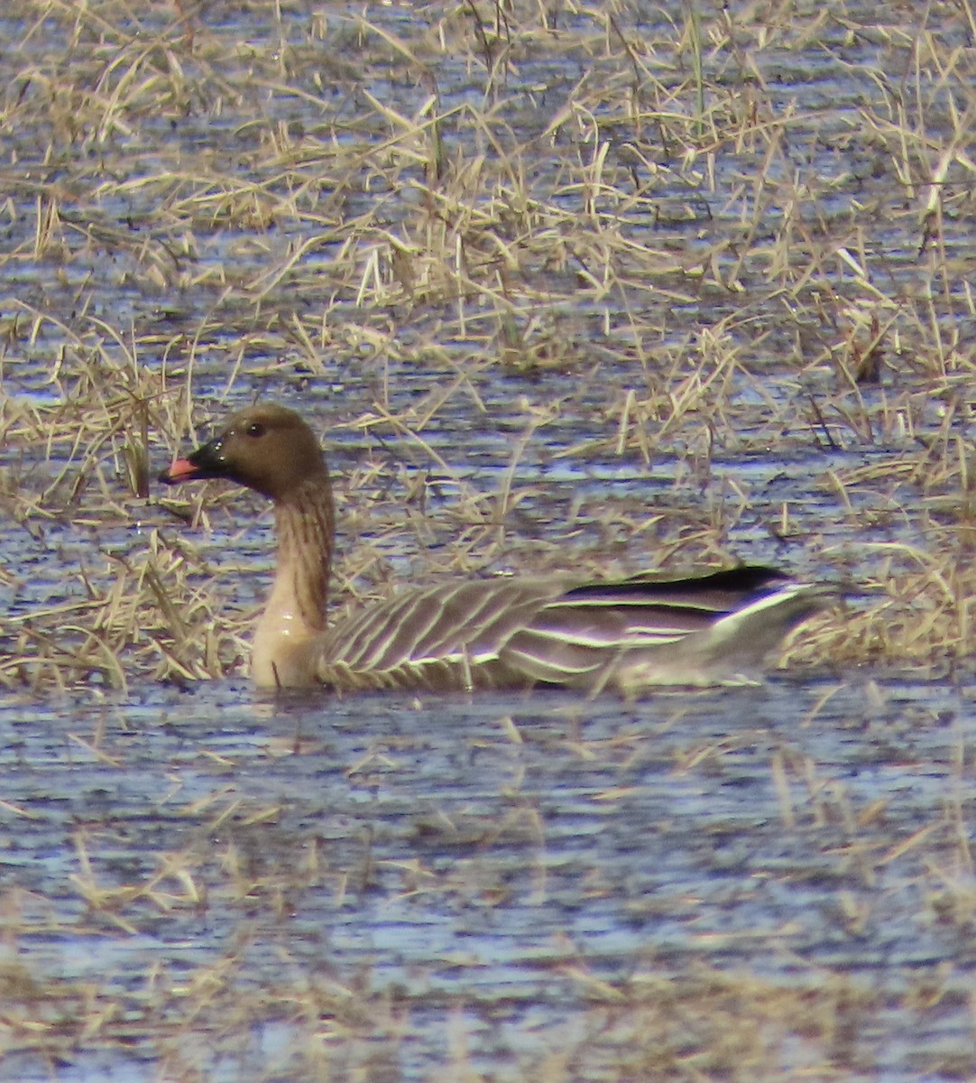 Pink-footed Goose - Suzanne Roberts