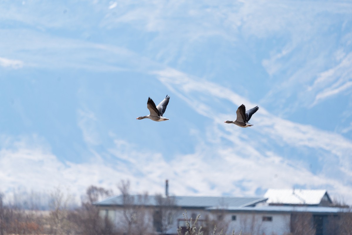 Graylag Goose (European) - ML619492917