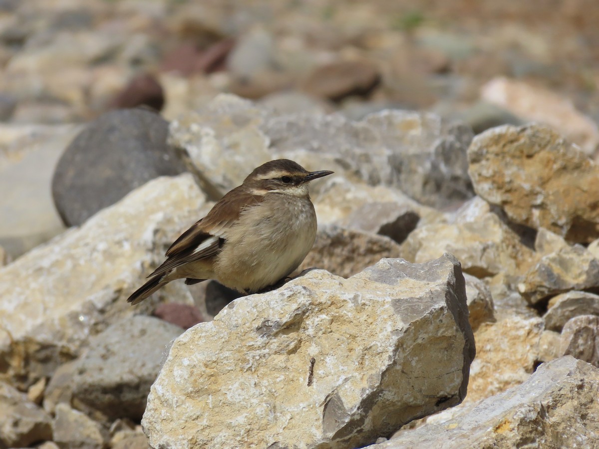 Cream-winged Cinclodes - ML619492920