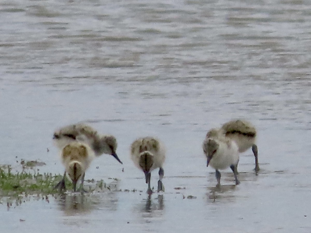 Pied Avocet - christopher stuart elmer