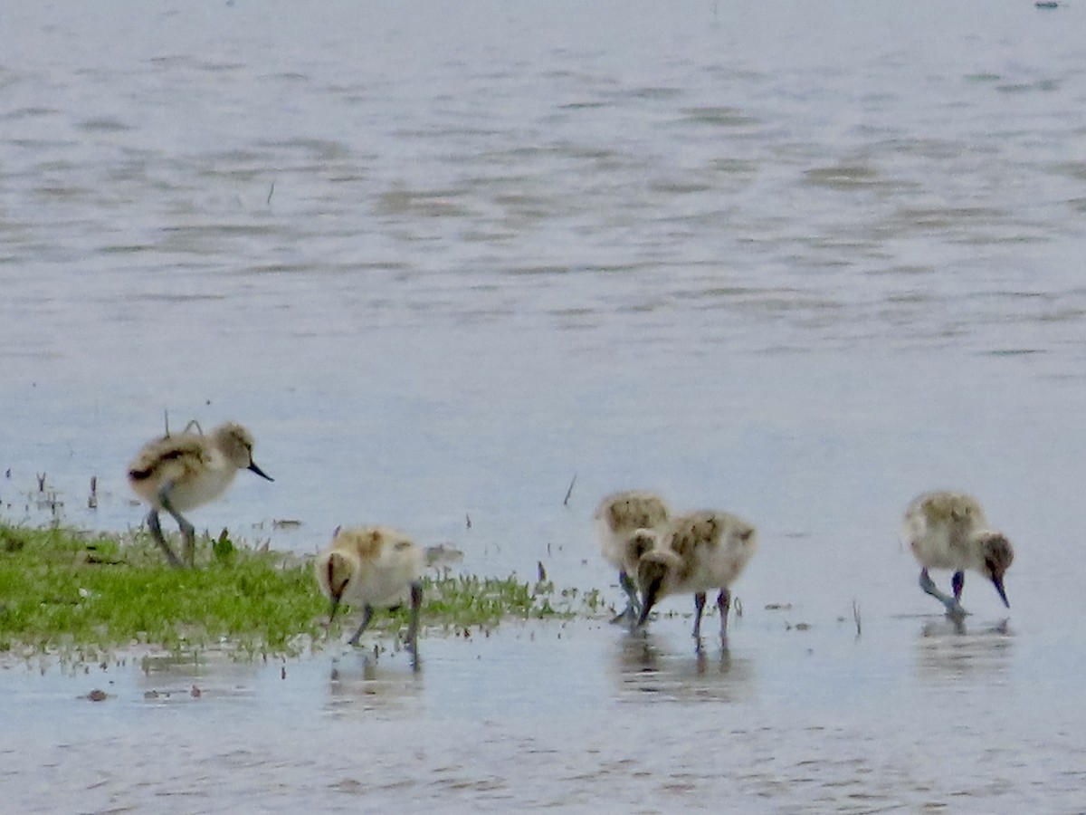 Pied Avocet - christopher stuart elmer