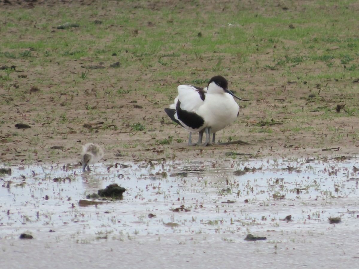 Pied Avocet - christopher stuart elmer