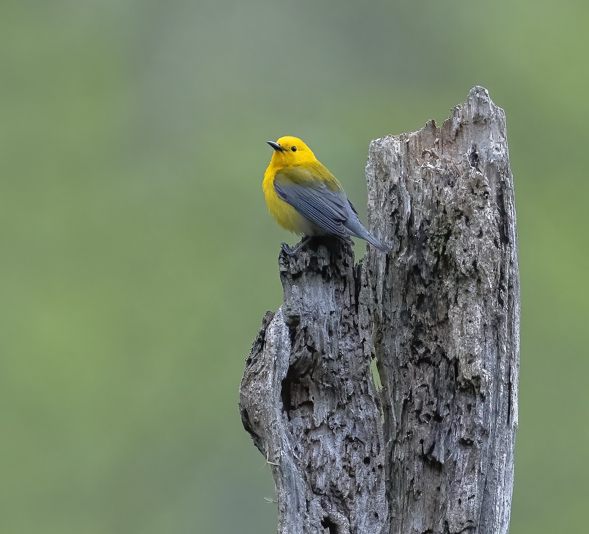 Prothonotary Warbler - ML619492939