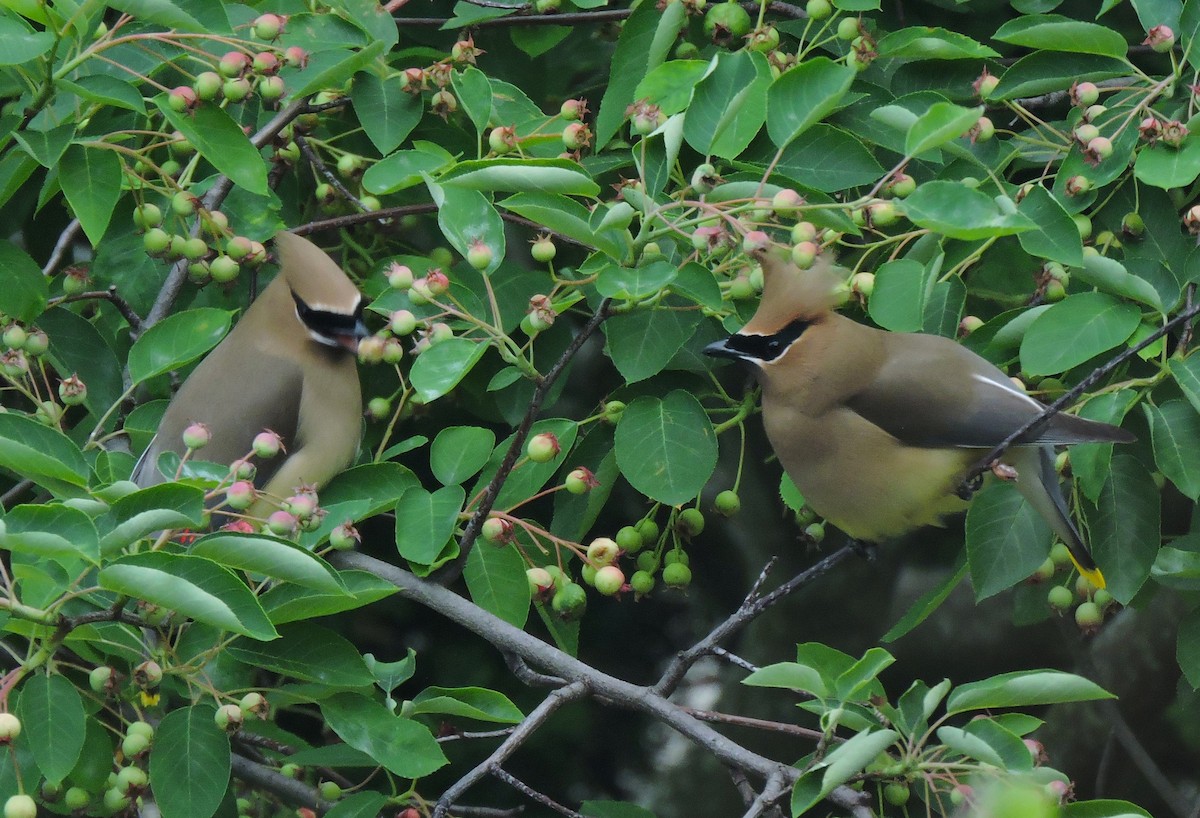 Cedar Waxwing - Eric Michael