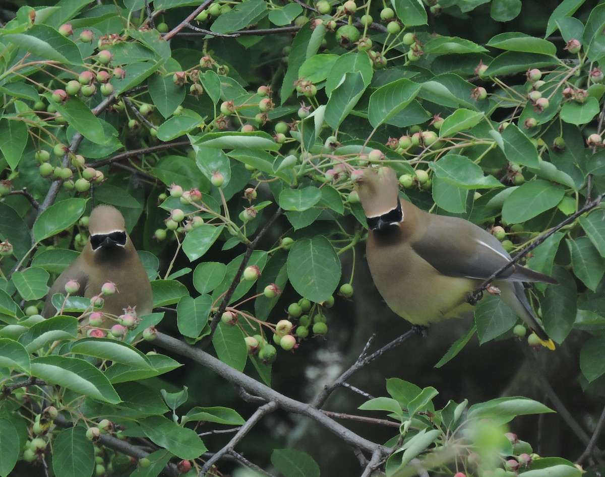 Cedar Waxwing - Eric Michael