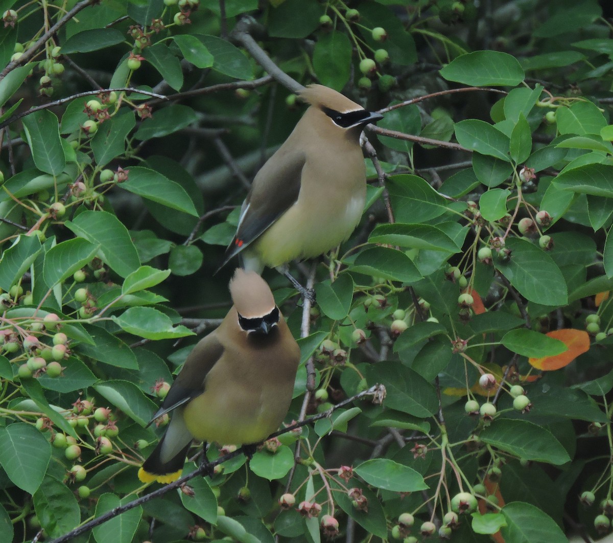 Cedar Waxwing - Eric Michael