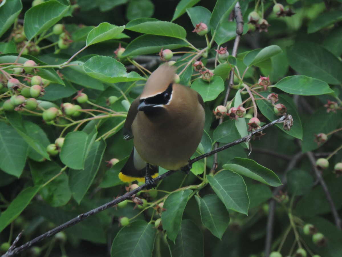 Cedar Waxwing - Eric Michael