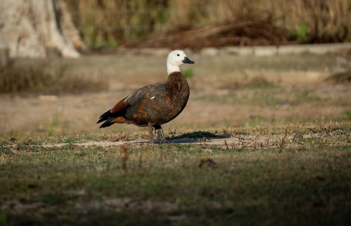 Paradise Shelduck - Elona Hart