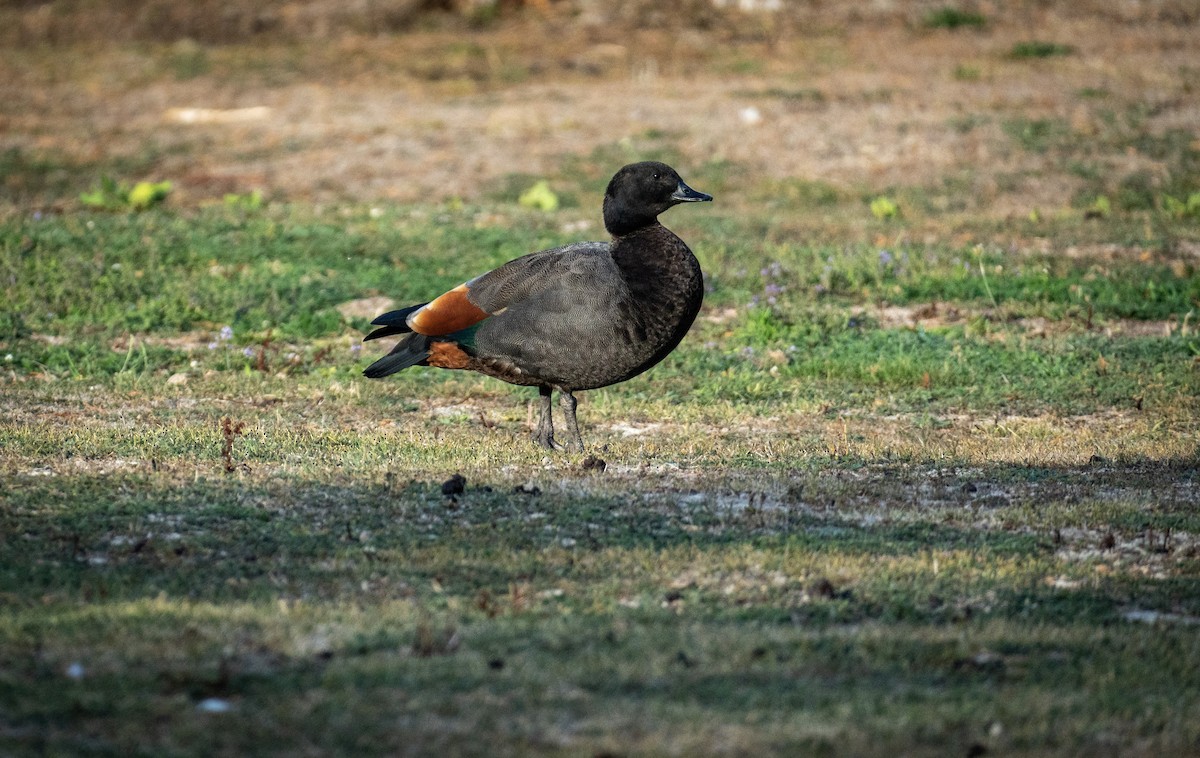 Paradise Shelduck - Elona Hart