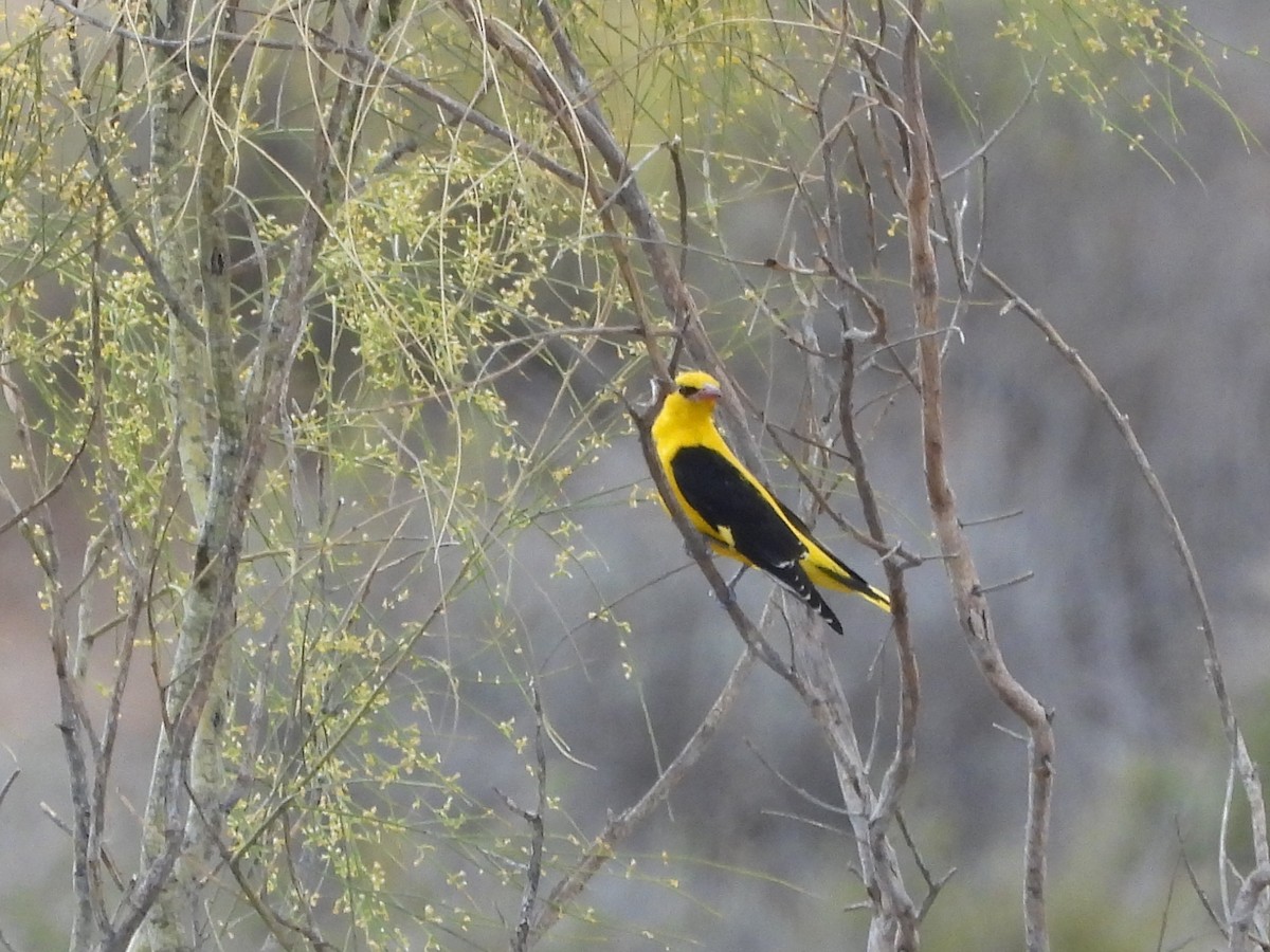 Eurasian Golden Oriole - Ricardo Moral