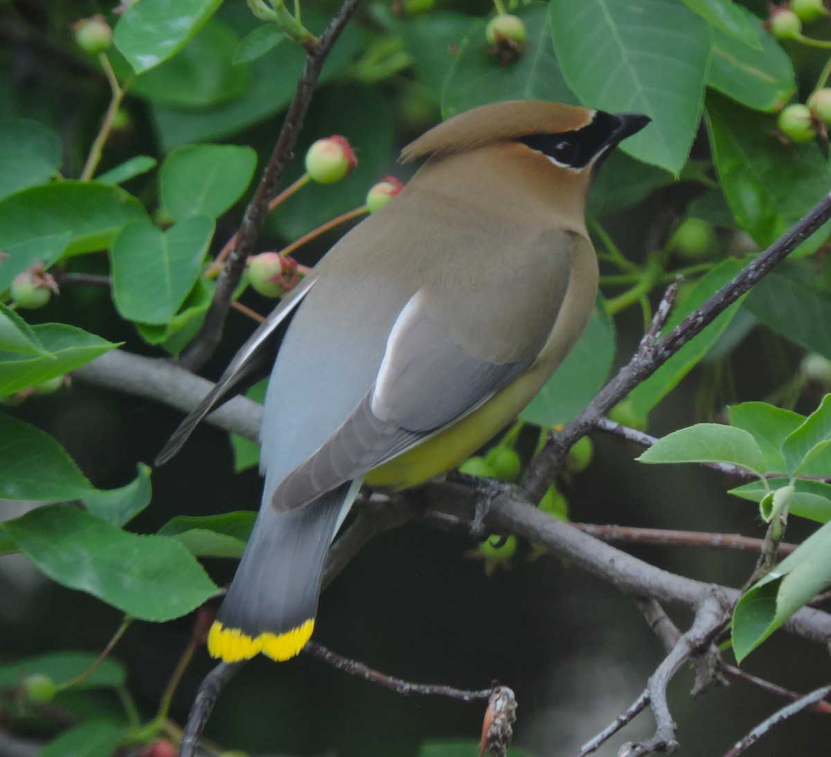 Cedar Waxwing - Eric Michael