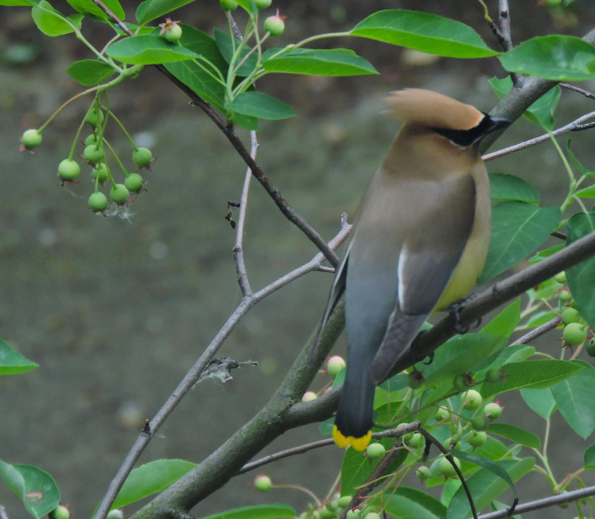 Cedar Waxwing - Eric Michael