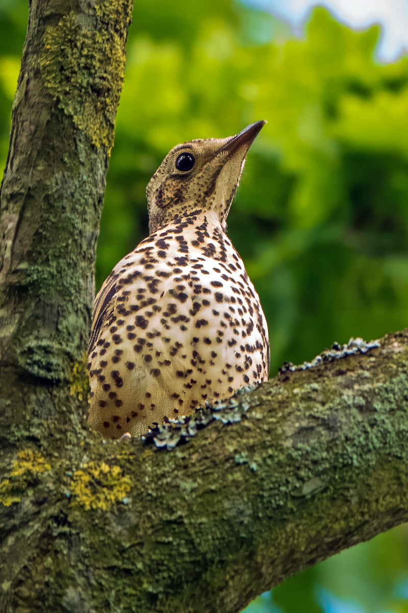 Mistle Thrush - Gavin Stone