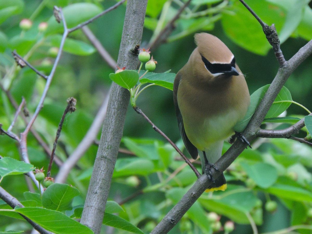 Cedar Waxwing - Eric Michael