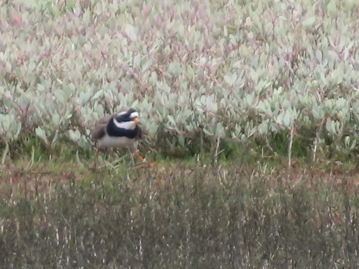 Common Ringed Plover - christopher stuart elmer