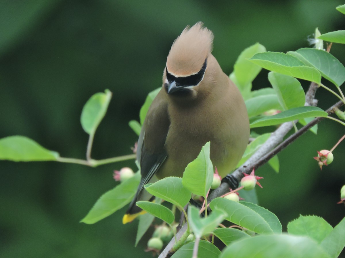 Cedar Waxwing - Eric Michael