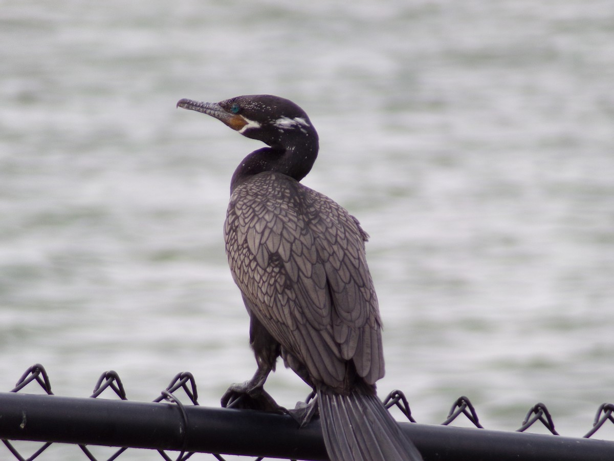 Neotropic Cormorant - Texas Bird Family