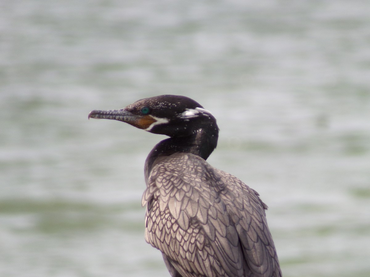 Neotropic Cormorant - Texas Bird Family