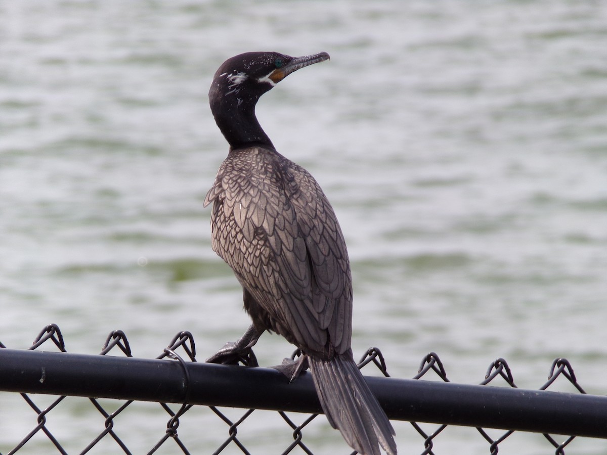 Neotropic Cormorant - Texas Bird Family