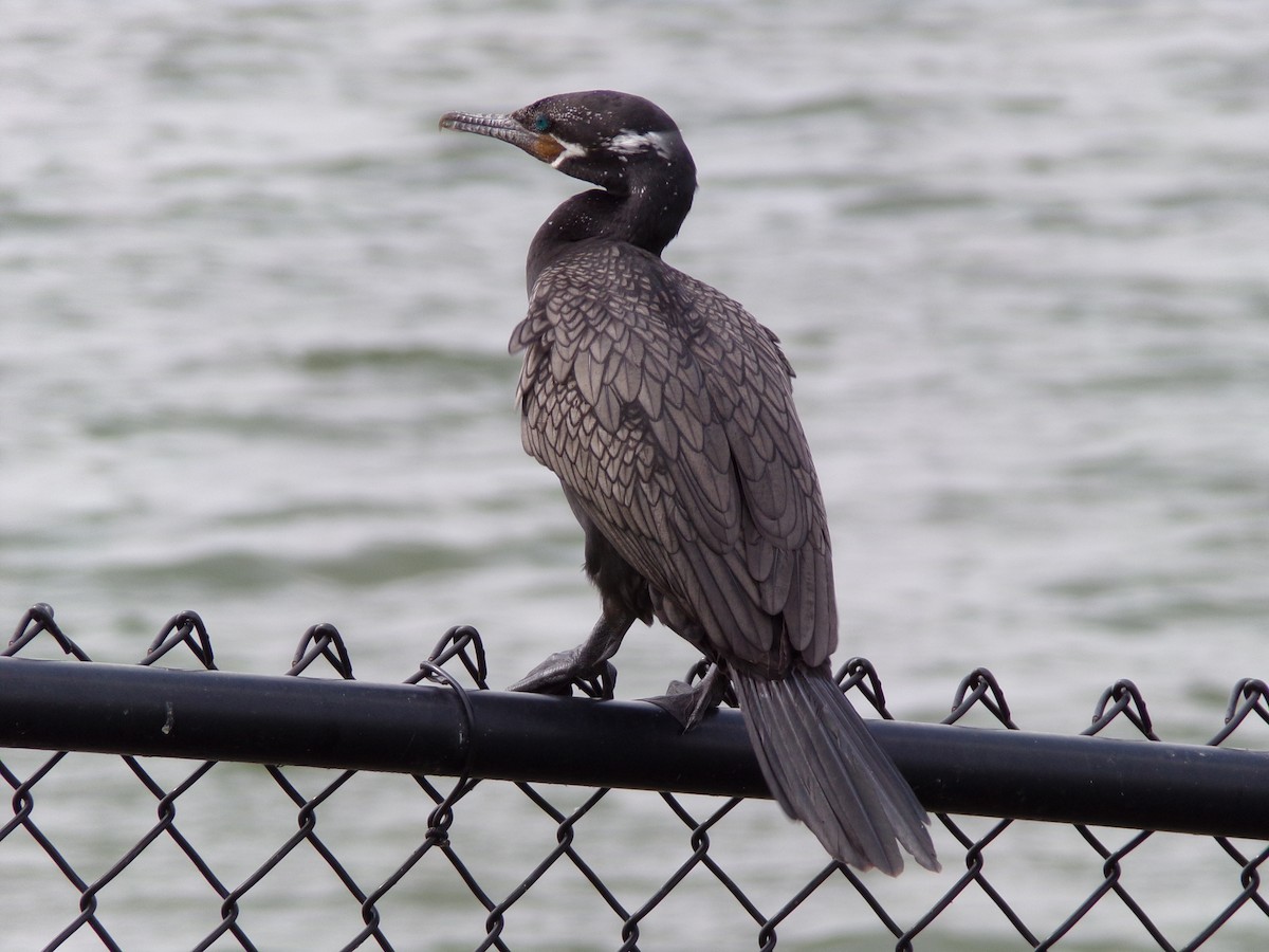 Neotropic Cormorant - Texas Bird Family