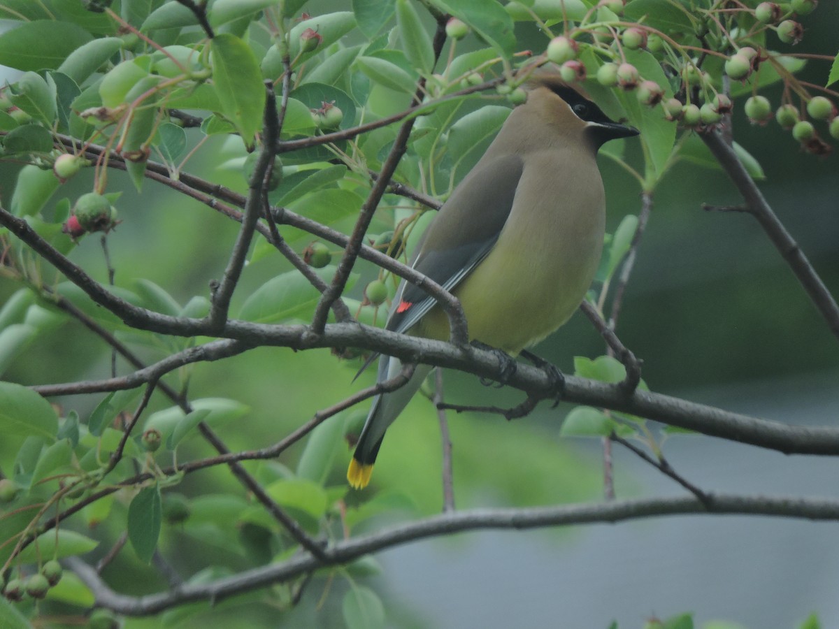 Cedar Waxwing - Eric Michael