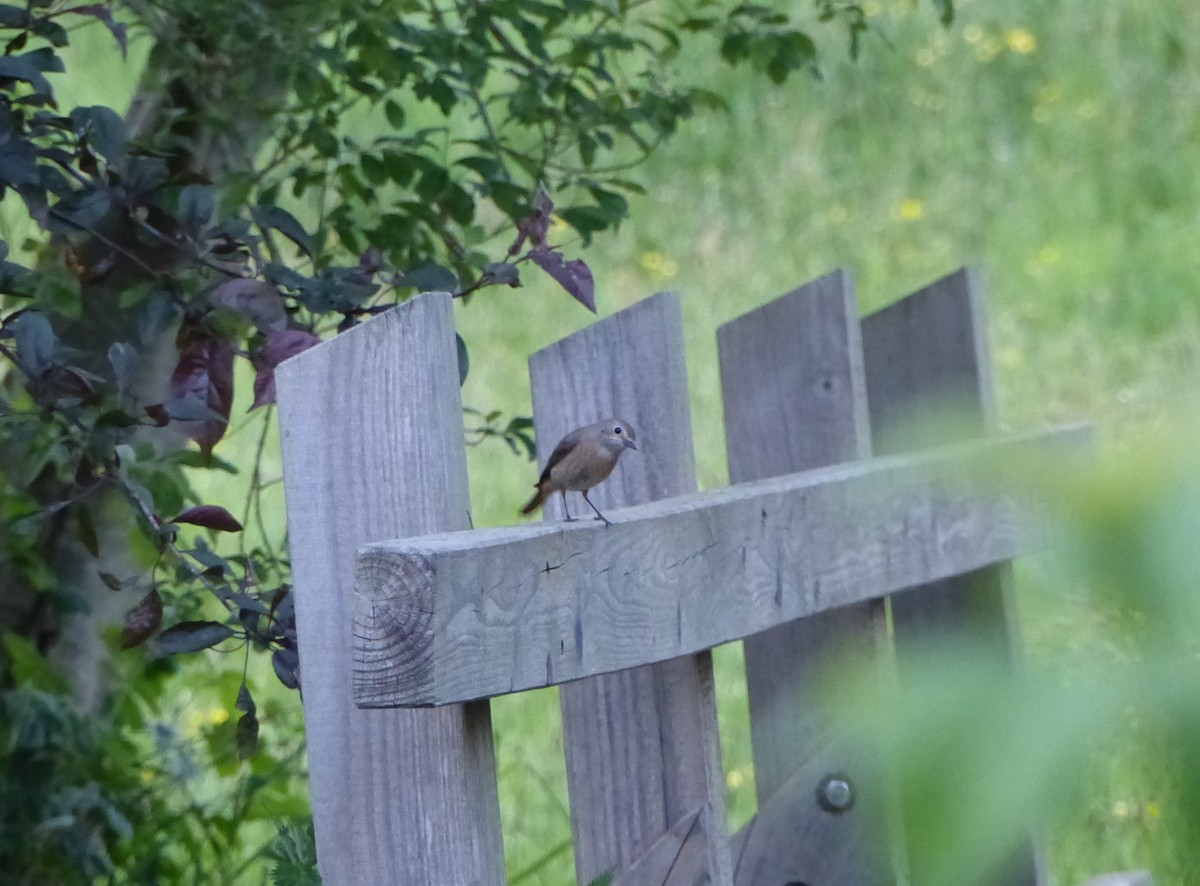 Common Redstart - Matthew Hart