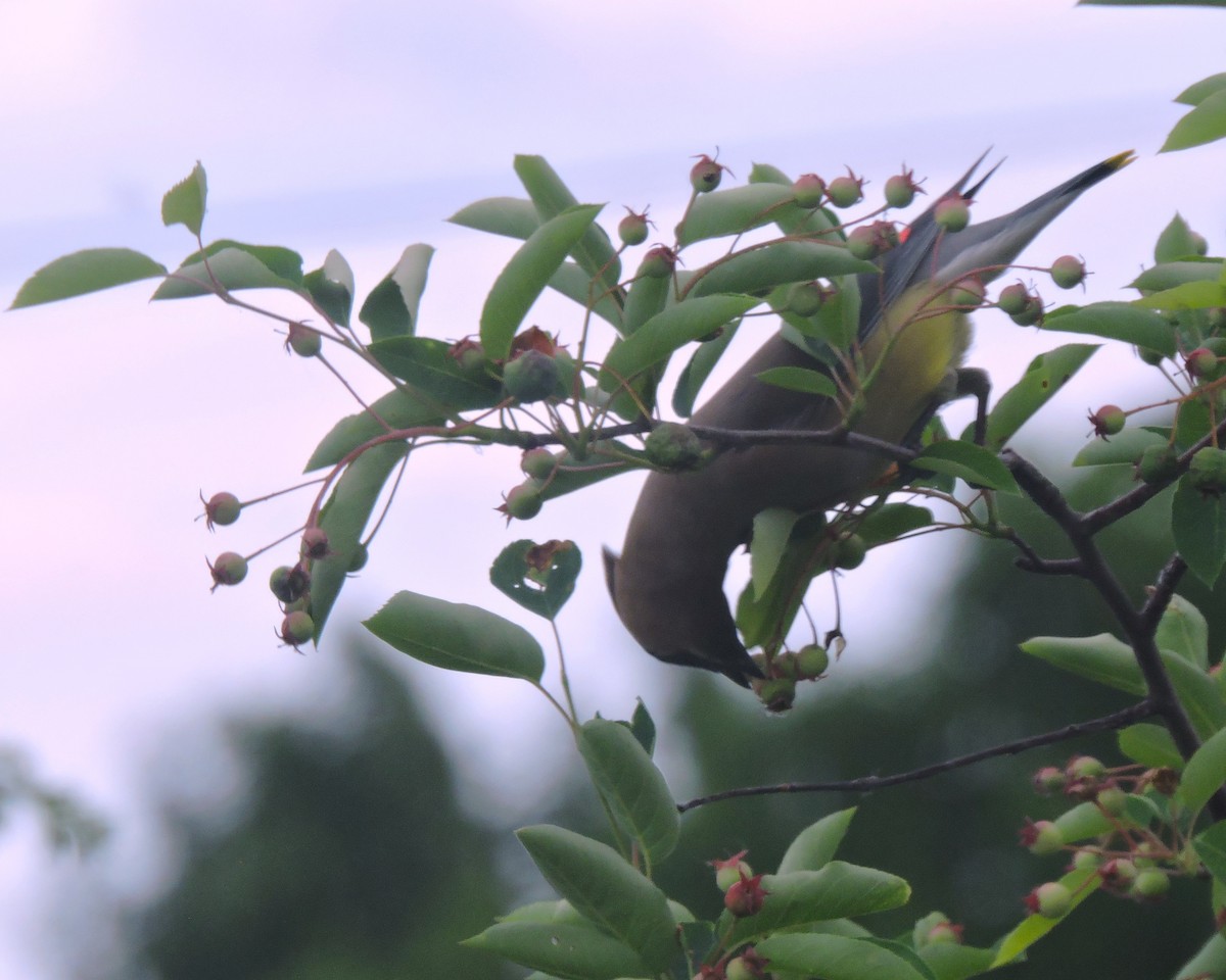 Cedar Waxwing - Eric Michael