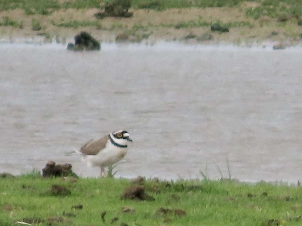 Little Ringed Plover - christopher stuart elmer