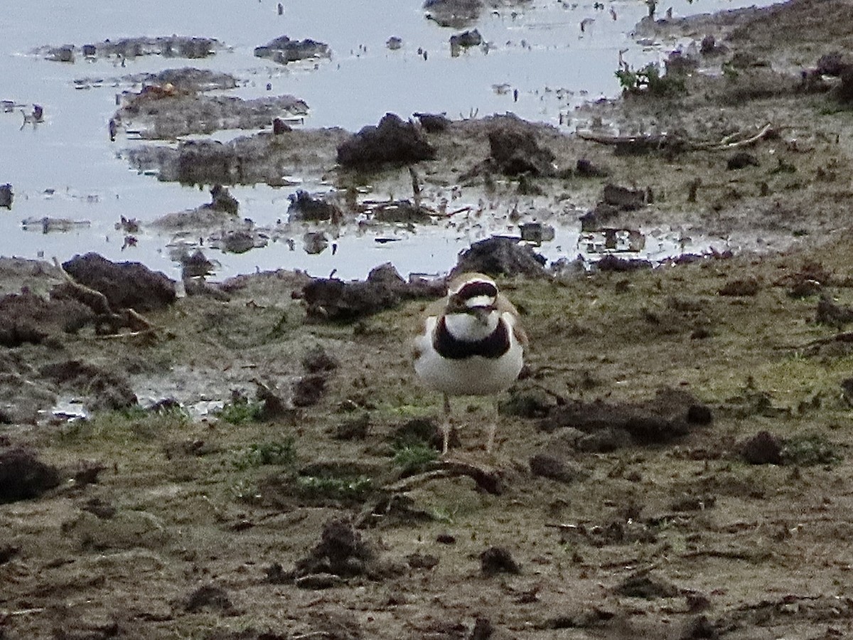 Little Ringed Plover - christopher stuart elmer