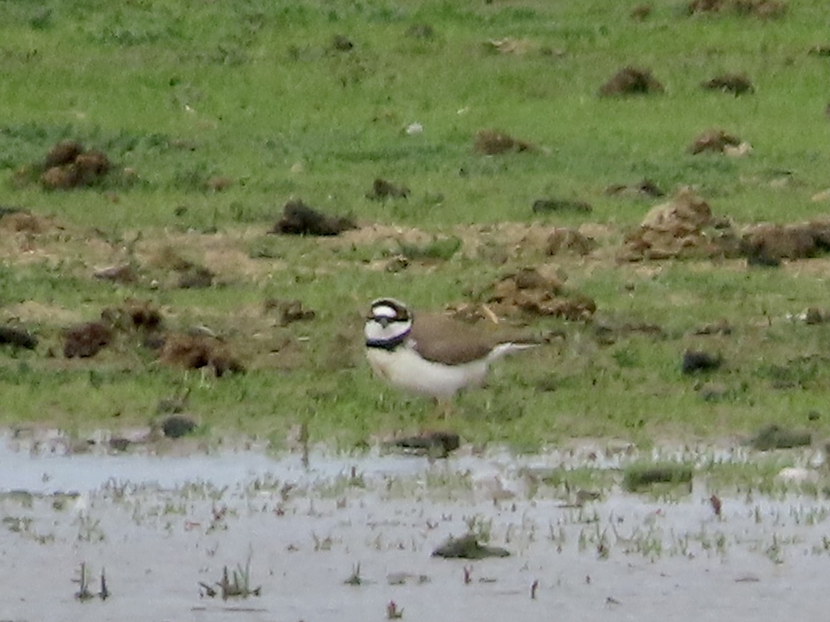 Little Ringed Plover - christopher stuart elmer