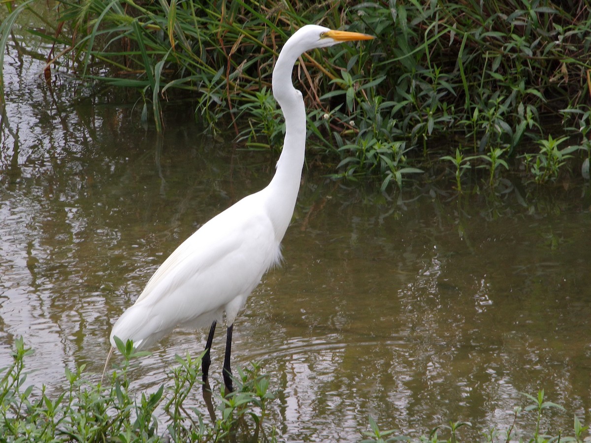 Great Egret - Texas Bird Family