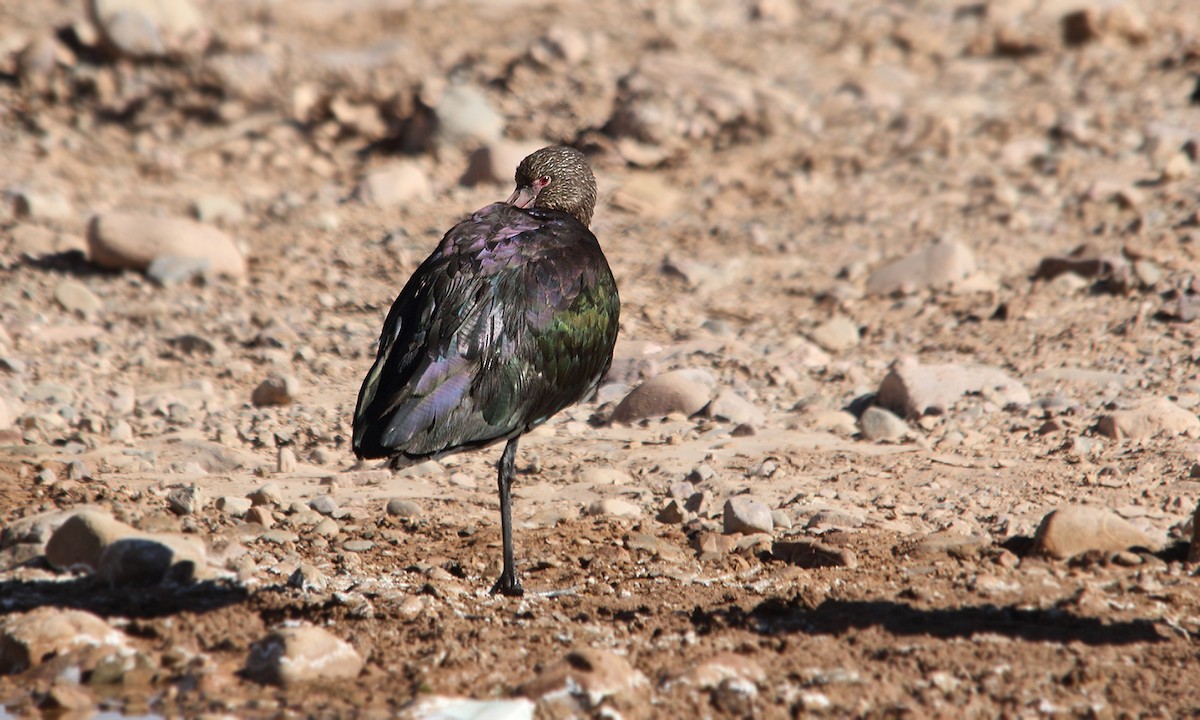 White-faced Ibis - Adrián Braidotti