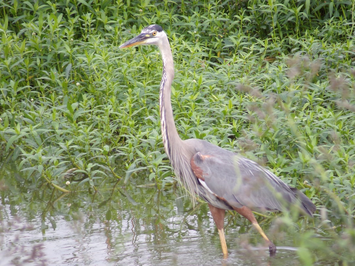 Great Blue Heron - Texas Bird Family