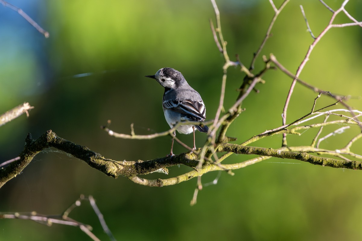 White Wagtail - lucien ABAH