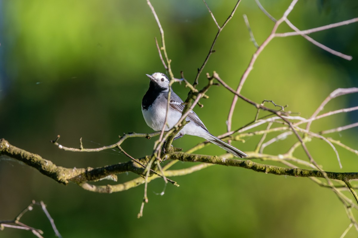 White Wagtail - lucien ABAH