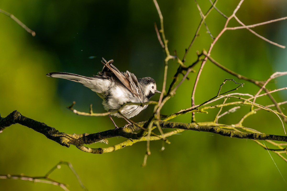 White Wagtail - lucien ABAH