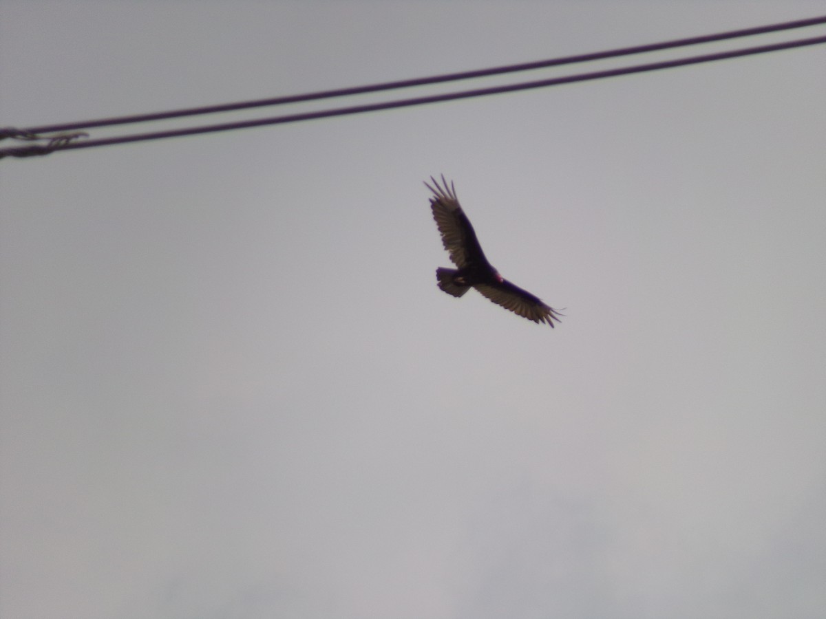 Turkey Vulture - Texas Bird Family