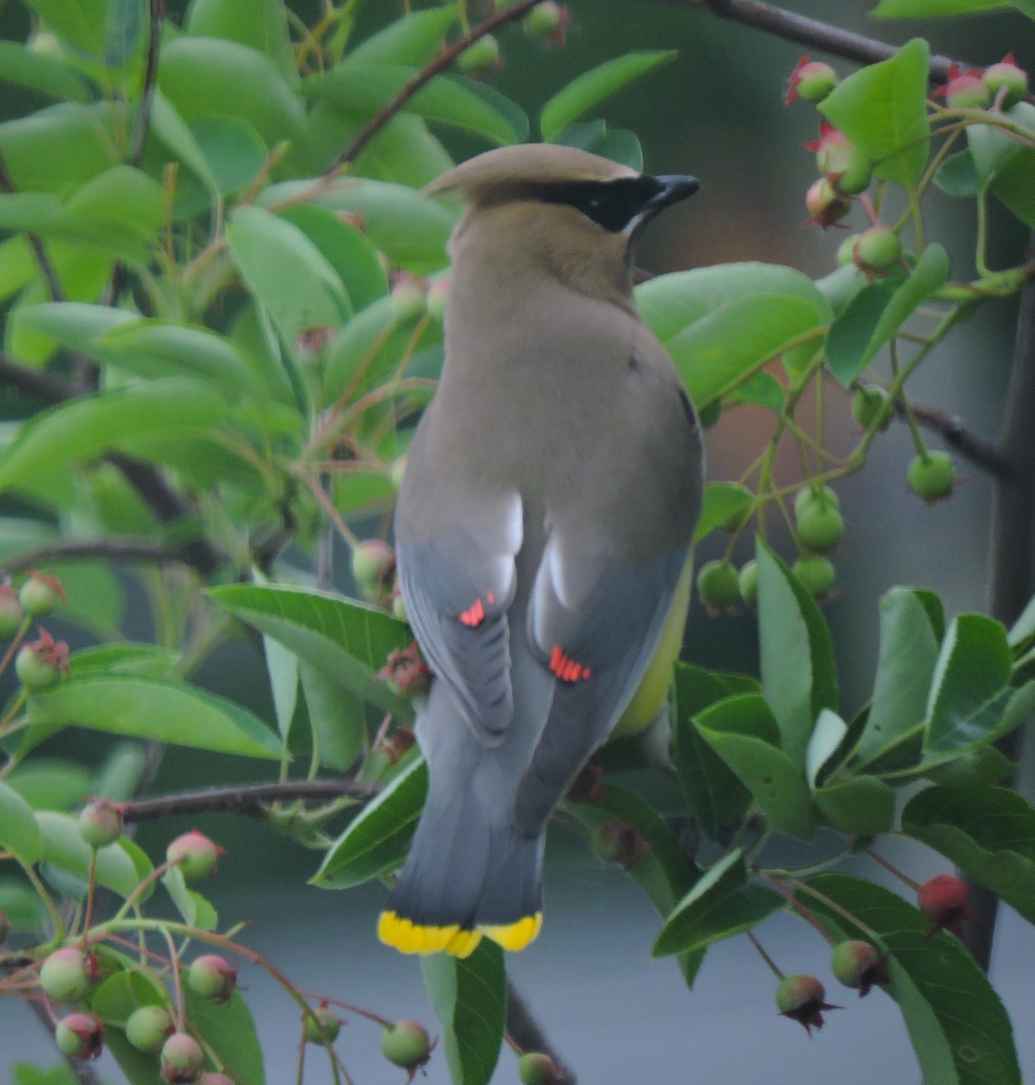 Cedar Waxwing - ML619493034