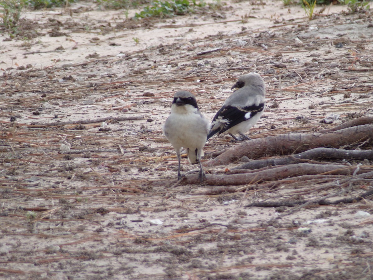 Loggerhead Shrike - Texas Bird Family