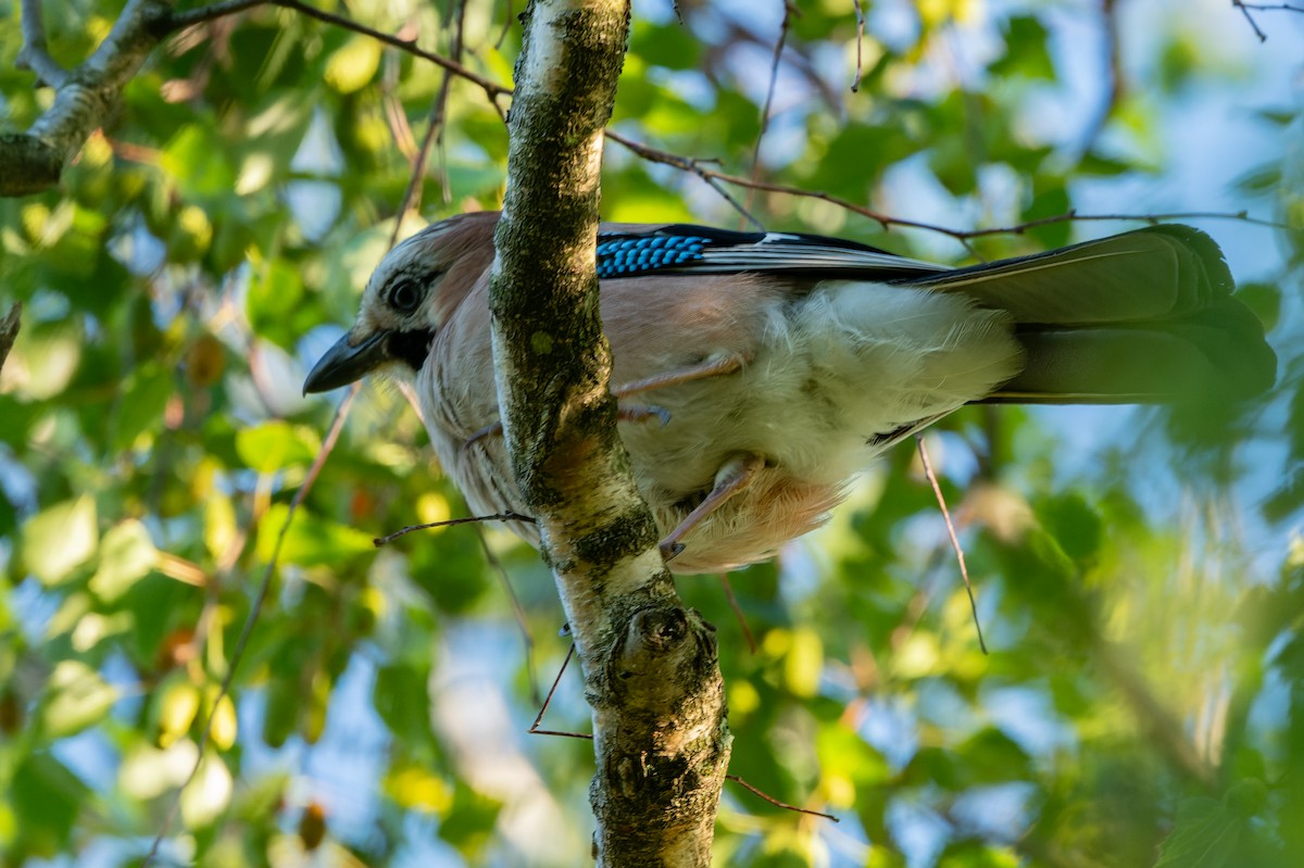 Eurasian Jay - lucien ABAH