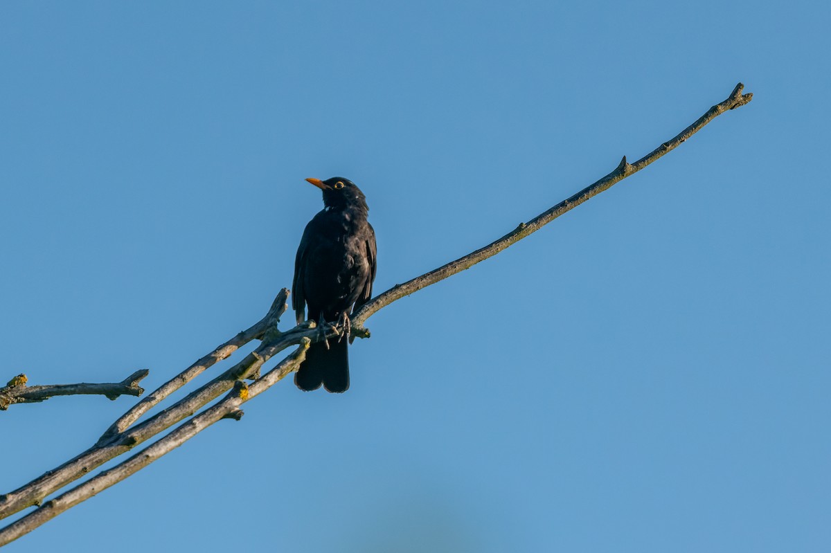 Eurasian Blackbird - lucien ABAH